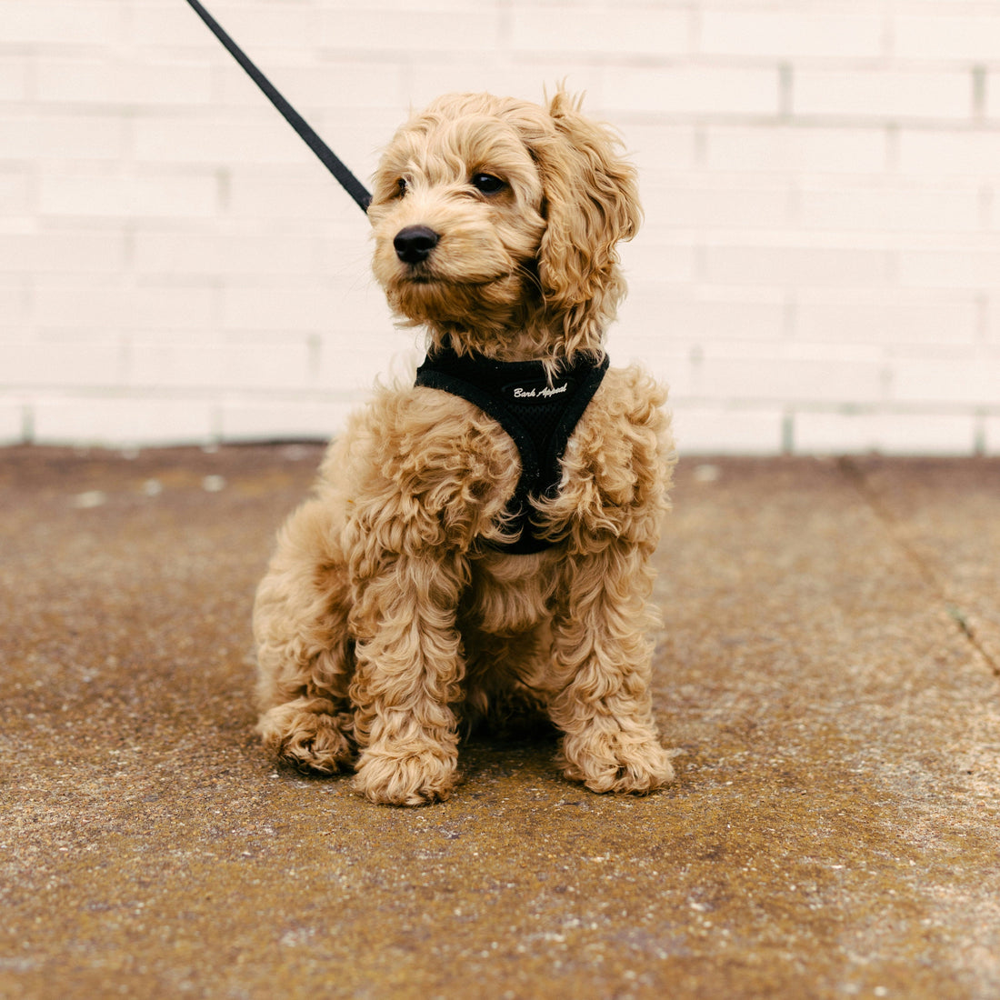 🌳 Samen op pad? Met deze gear wordt wandelen next-level!